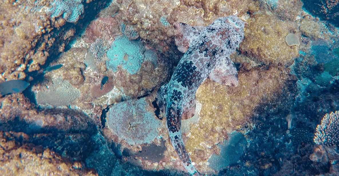 Mooloolaba: Mudjimba Island Snorkeling Cruise