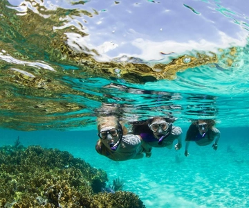 Mooloolaba: Snorkeling con le tartarughe Mudjimba Island