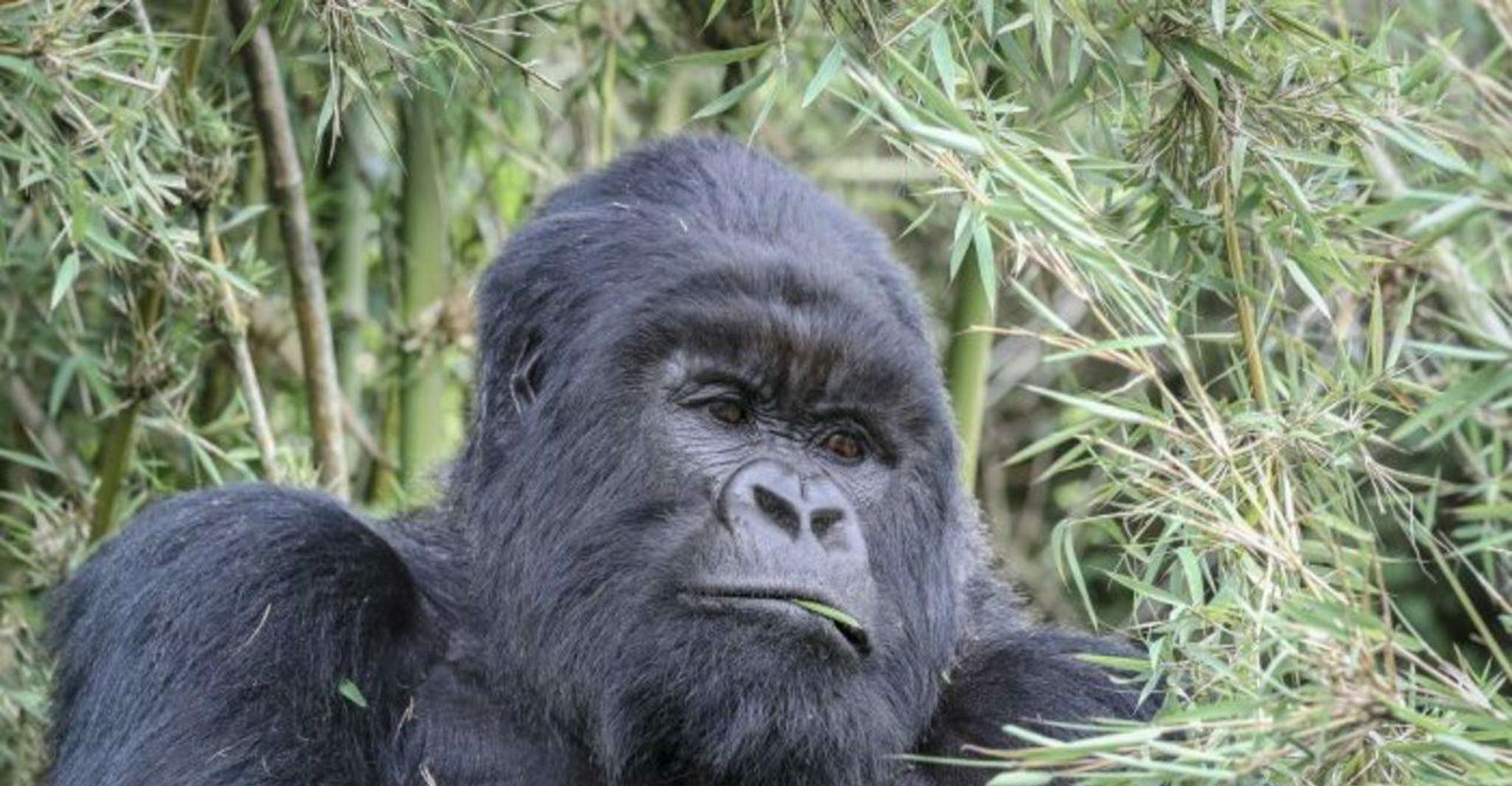 来自基加利,1日1日,乌干达戈里拉探险队 - Hizvo