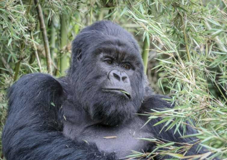 From Kigali: 1-Day Gorilla Trekking in Uganda