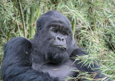 Van Kigali: 1-daagse Gorilla Trekking in Oeganda
