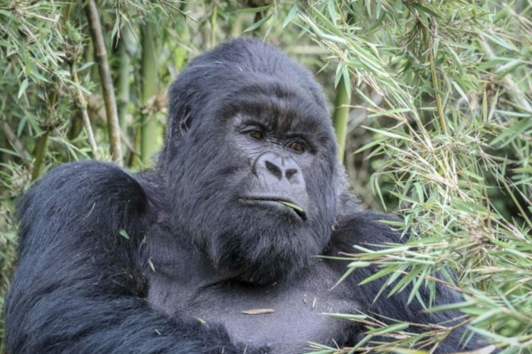 Von Kigali: 1-tägiges Gorilla-Trekking in Uganda