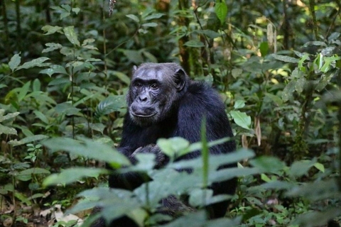 Van Kigali: 1-daagse Gorilla Trekking in Oeganda