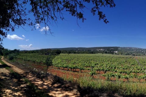 Loulé: Quinta da Tôr Winery Guided Tour & Wine Tasting