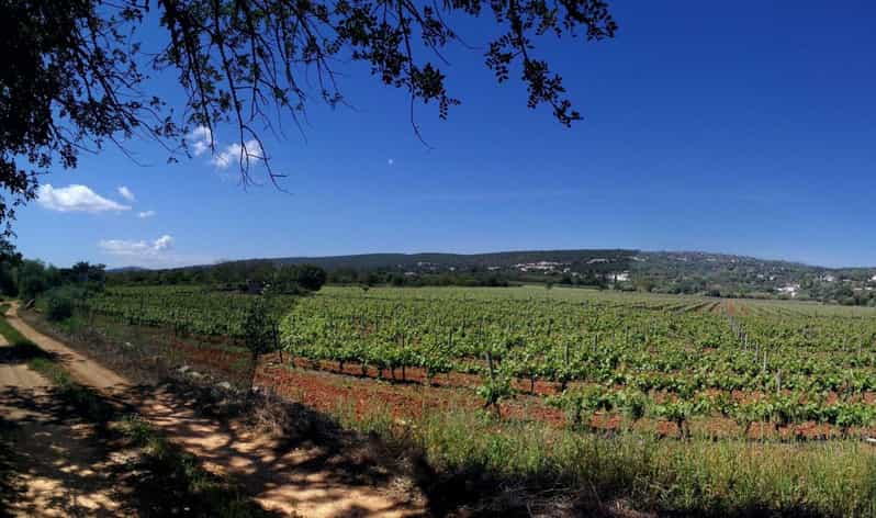 Loulé: Quinta da Tôr Winery Guided Tour & Wine Tasting