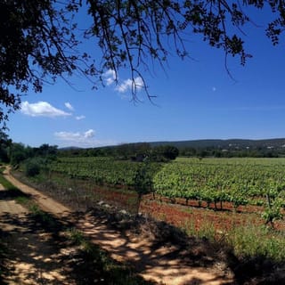 Loulé: Wycieczka z przewodnikiem po winnicy Quinta da Tôr i degustacja wina