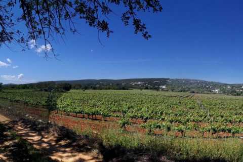 Loulé: Quinta da Tôr Winery Tour z degustacją wina