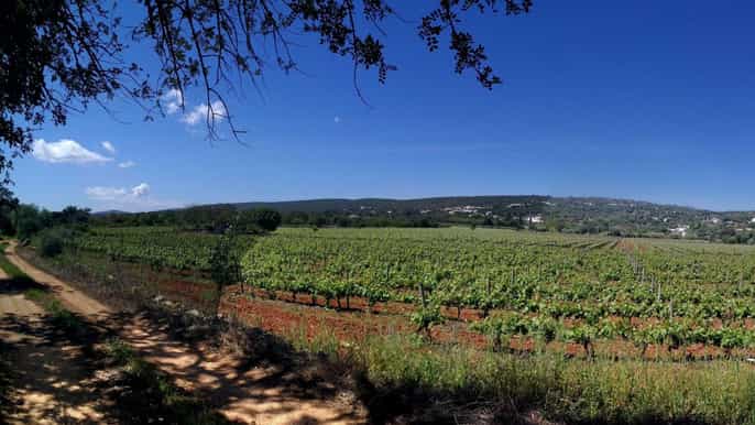 loulé visita a la bodega quinta da tôr con catas de vino
