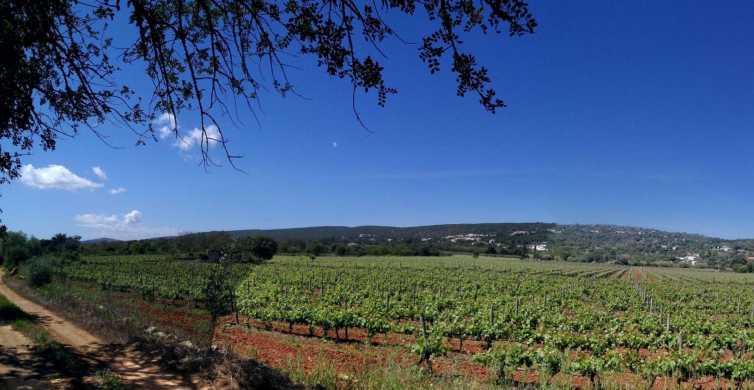 Wineries for sale in the Algarve region – regional wine of Algarve
