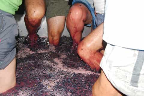 Loulé: Quinta da Tôr Winery Tour with Wine Tastings