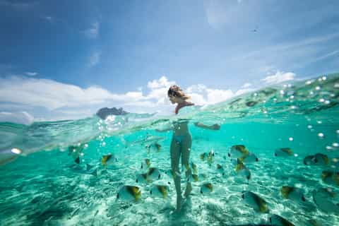 Bora Bora: Shark and Snorkeling Safari