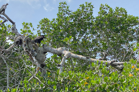 Rio Lagartos et Las Coloradas : EcoSafari Flamingo DeluxRio Lagartos et Las Coloradas : EcoSafari Flamingo Deluxe