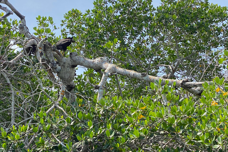 Rio Lagartos et Las Coloradas : EcoSafari Flamingo DeluxRio Lagartos et Las Coloradas : EcoSafari Flamingo Deluxe