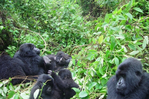 Kigali: driedaagse trip met Gorilla Trek in OegandaKigali: driedaagse trip met Gorilla Safari in Oeganda