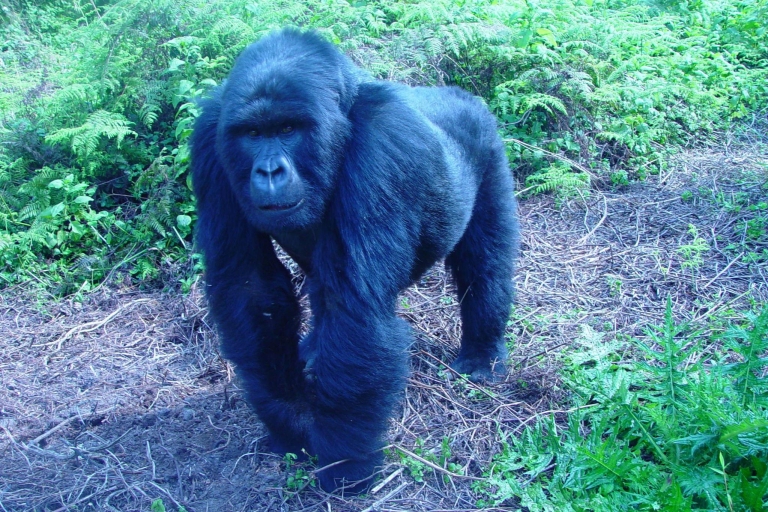 Kigali: 3-tägige Reise mit Gorilla Trek in UgandaKigali: 3-tägige Reise mit Gorilla Safari in Uganda