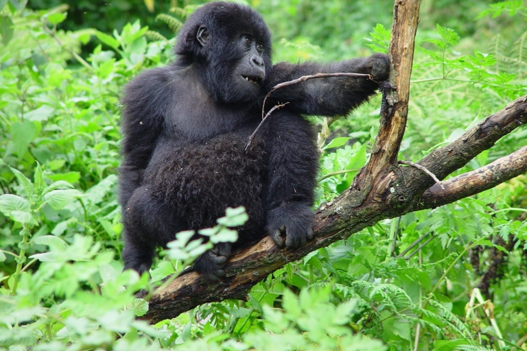 Kigali: viaje de 3 días con Gorilla Trek en UgandaKigali: viaje de 3 días con Gorilla Safari en Uganda