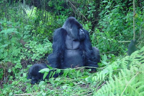 Kigali: 3-Day Trip with Gorilla Trek in Uganda