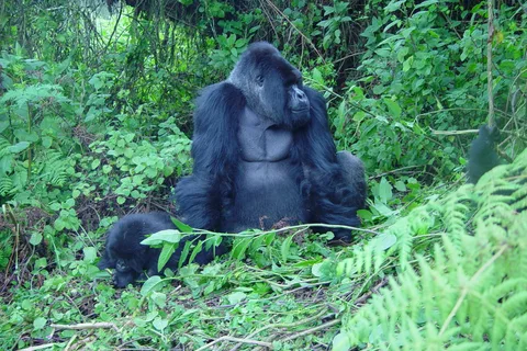 Kigali: 3-Day Trip with Gorilla Trek in Uganda