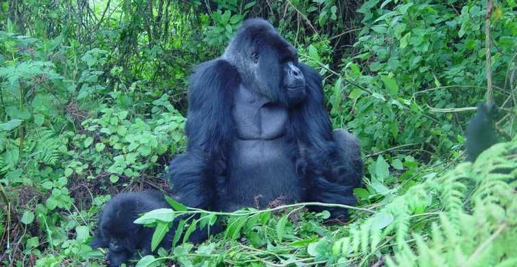 Kigali 3 Day Trip with Gorilla Trek in Uganda GetYourGuide
