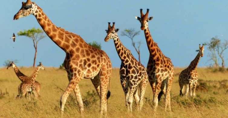 From Kigali 1 Day Akagera National Park Safari GetYourGuide