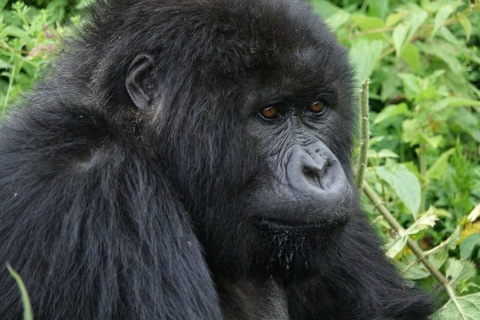 Oeganda: 4-daagse chimpansee, dieren in het wild en gorillasafari