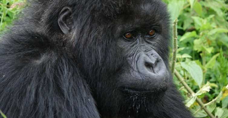 Uganda 4 Day Chimpanzee Wildlife and Gorilla Safari GetYourGuide