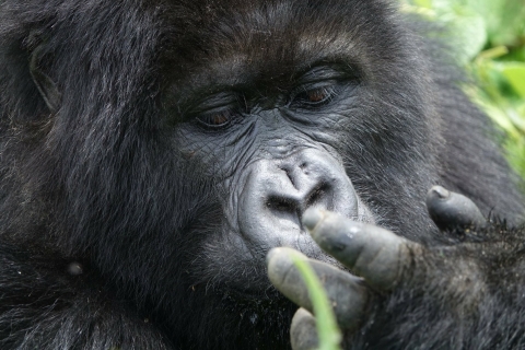 Uganda: 4 Day Chimpanzee, Wildlife, and Gorilla Safari