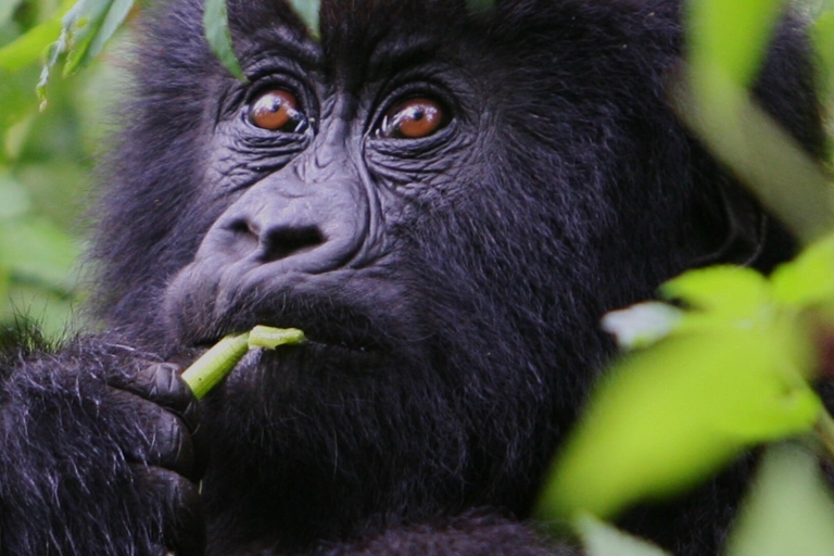 Uganda: 4-dniowe safari z szympansami, dziką przyrodą i gorylami