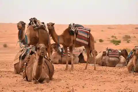 From Djerba & Zarzis: Ksar Ghilane & Matmata tour
