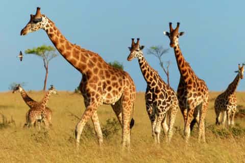 Uganda: 3-Day Chimpanzee Safari and Wildlife Exploration