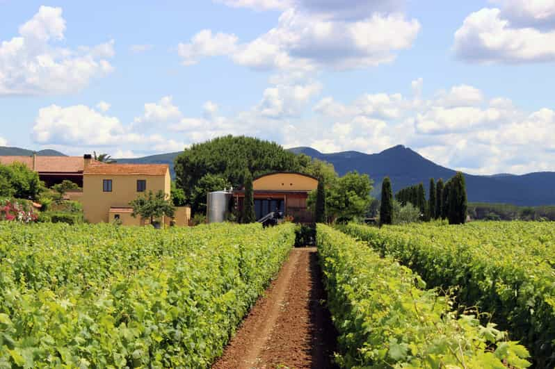 bolgheri vineyard tour