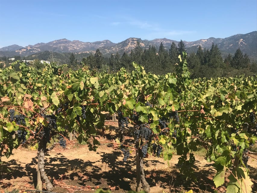 Guidad Privat Vinresa Till Napa Och Sonoma Wine Country GetYourGuide