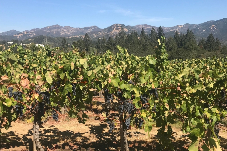 Visite guidée privée du vin à Napa et au pays viticole de Sonoma