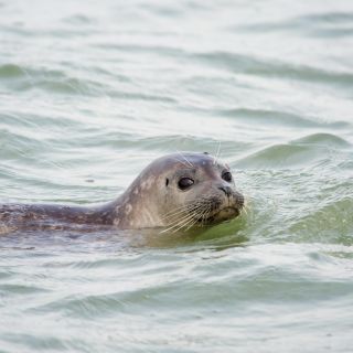 Cadzand: Seal Discovery Boat Tour with Glass of Champagne