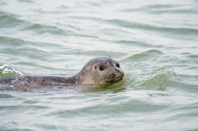 Visit Cadzand Seal Discovery Boat Tour with Glass of Champagne in Zoutelande, Netherlands