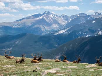 Denver: 8-stündige private Tour durch den Rocky Mountain National Park Denver: 8-stündige private Tour durch den Rocky Mountain National Park