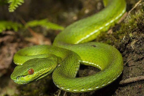 From Kampala: Entebbe Zoo, Reptile Village, & Gardens Tour