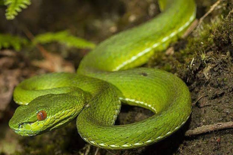 From Kampala: Entebbe Zoo, Reptile Village, & Gardens Tour