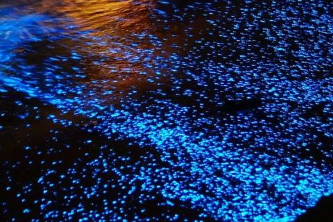 Puerto Escondido: Bioluminescence Night Spectacle