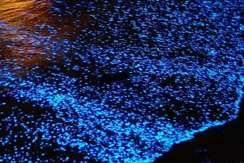Puerto Escondido: Bioluminescence Night Spectacle