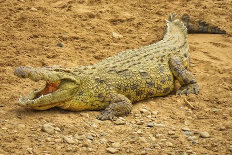 From Nairobi: National Park & Maasai Mara Safari Guided Tour