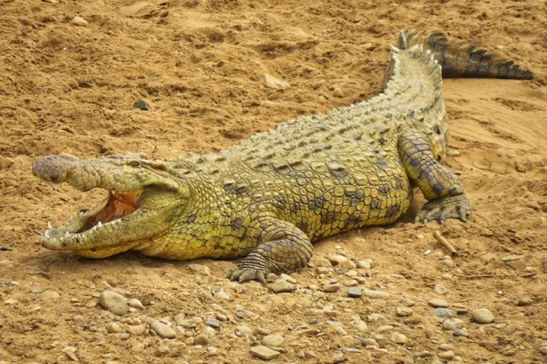 From Nairobi: National Park & Maasai Mara Safari Guided Tour