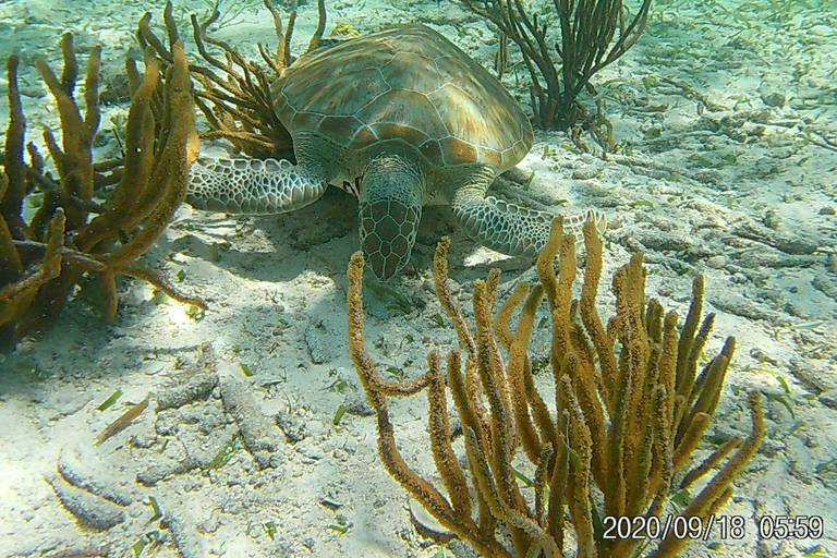 Caye Caulker Snorkeling & Secret Beach Day Tour