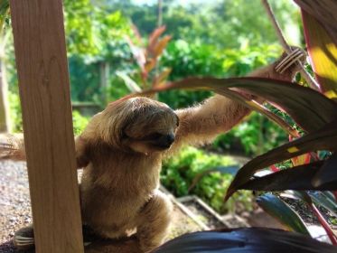 Roatán: Prywatna wycieczka do sanktuarium małp i leniwców