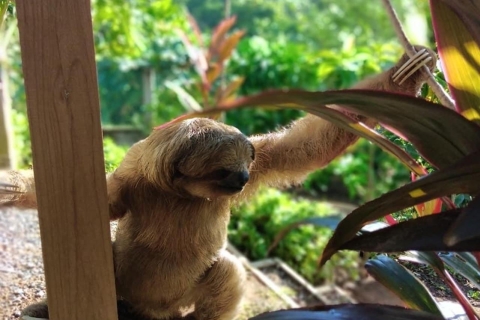 Roatán: Private Monkey and Sloth Sanctuary TourTour mit Kreuzfahrtschiff Abholung