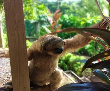 Roatán: Private Monkey and Sloth Sanctuary Tour