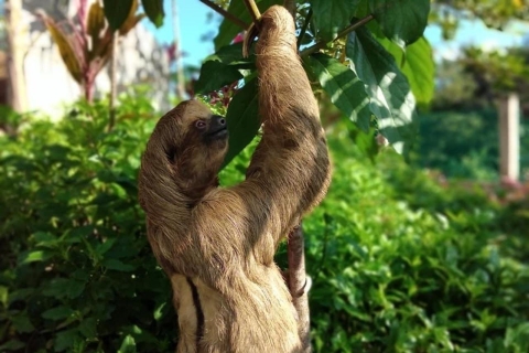 Roatán: Private Monkey and Sloth Sanctuary Tour Tour with Cruise Ship Pickup