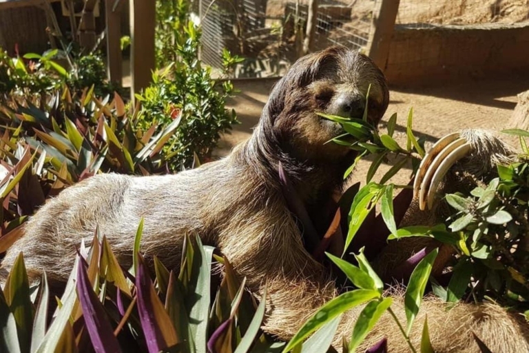 Roatán: Private Monkey and Sloth Sanctuary TourTour met ophalen van cruiseschepen