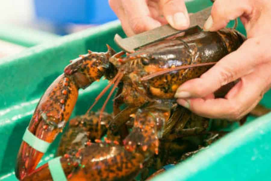 Kennebunkport, Maine: Kulinarische Tour zur Mittagszeit. Foto: GetYourGuide