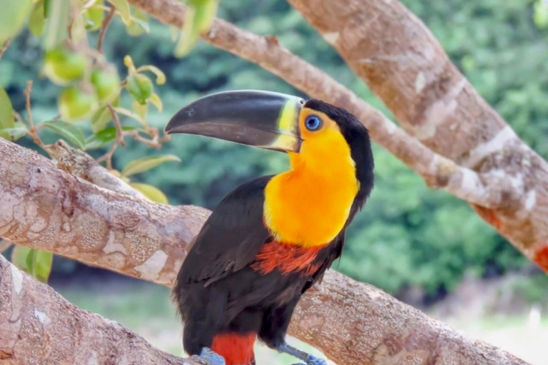 Alter do Chão: Arapiuns River and Urucureá Village Boat Tour